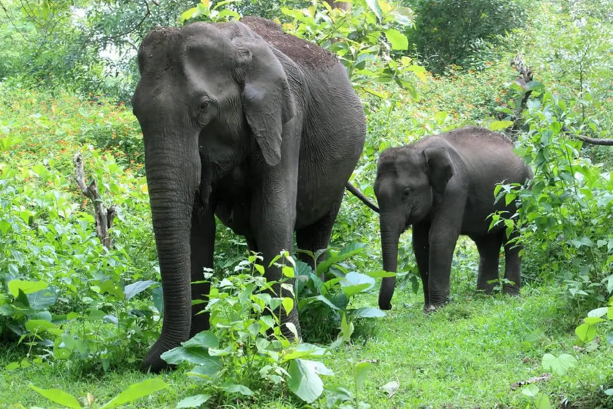 Wayanad view 4